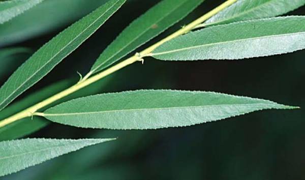 Salicin 15% 50% 98%,white willow bark extract salicin