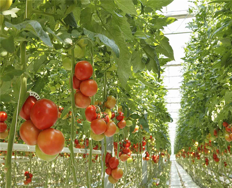 Strong Structure Multi Span Greenhouse , Plastic Tomato Greenhouse Section 4m