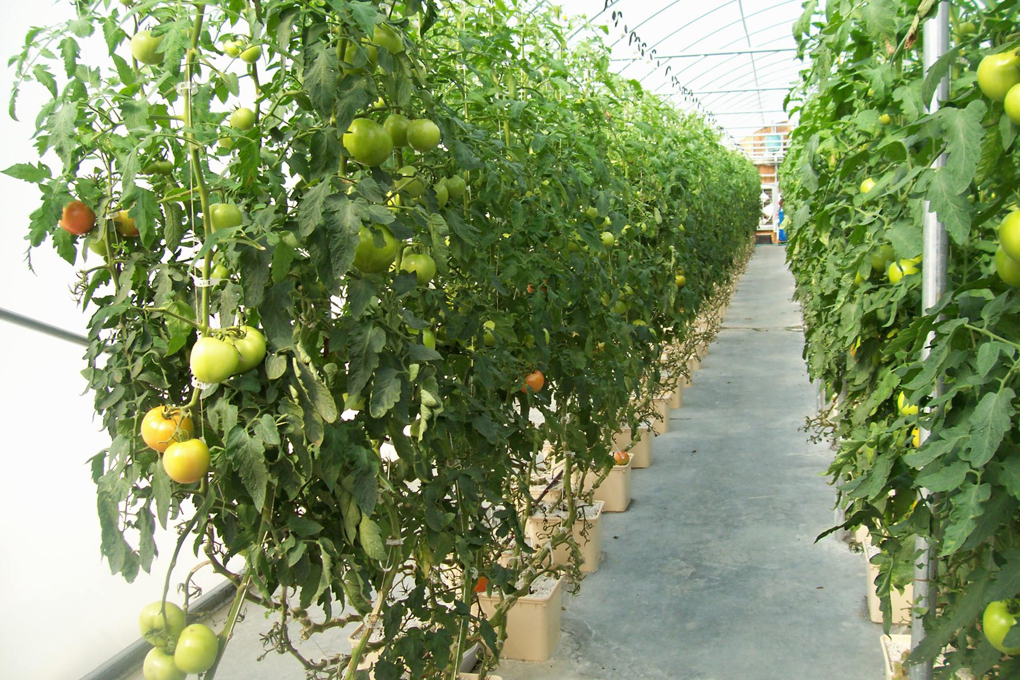 Sustainable Beige Dutch Bucket Hydroponics System Agricultural