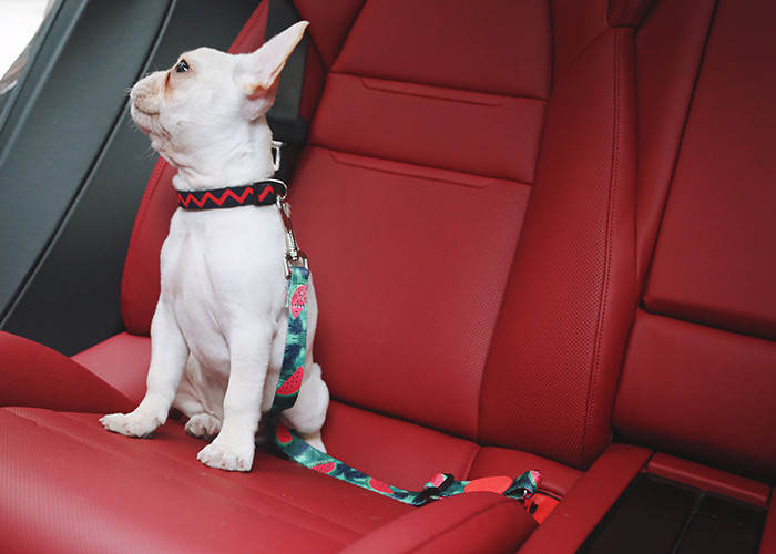 Polyester Pet Car Seatbelt Jeep Heavy Duty Dog Car Seat Belt Pet Collar Leash