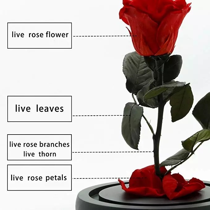 Preserved Flower Eternal Rose in Glass Long Lasting Flowers Home Decoration Everlasting Flowers