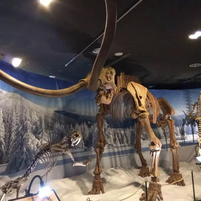 Weather Resistant Dinosaur Skeleton Replica / Dinosaur Bone Replicas