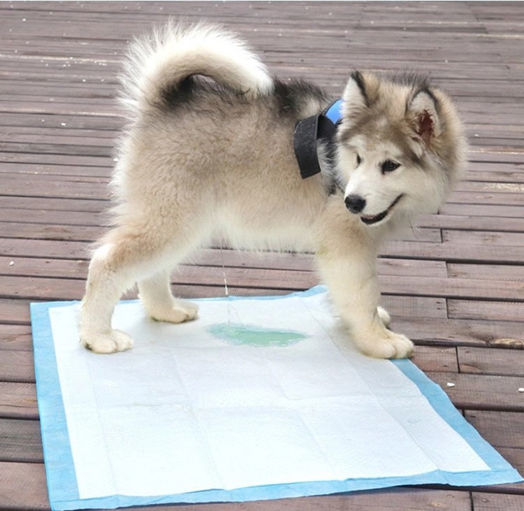 Disposable Pet Pee Pad