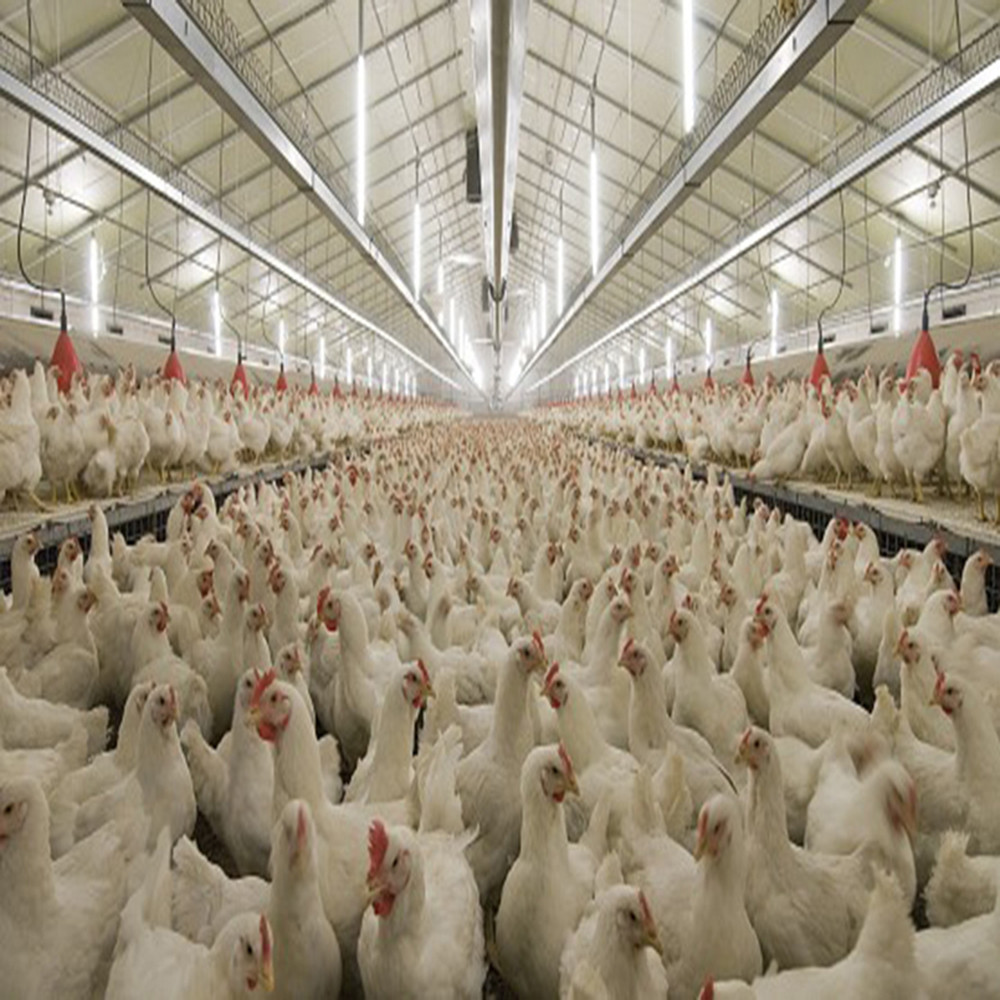 Modern Long Span Steel Construction Building High Capacity Prefabricated Poultry House