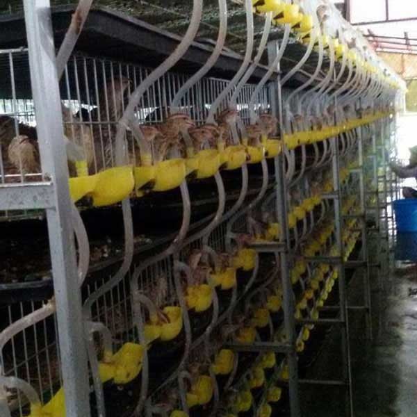 Anti Fading Simple Quail Cage , 1.8mm - 3.5mm Dia Automatic Poultry Cage