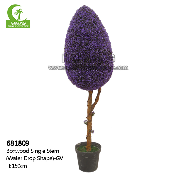 boxwood single trunk
