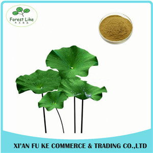 Chinese Herb Medicine Loss Weight Product Lotus Leaf Extract Powder