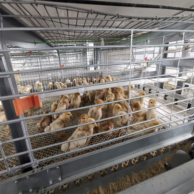 Hot Galvanized H Type Broiler Cage Poultry Drinking System