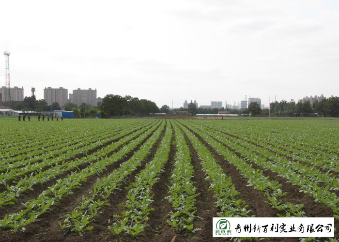 100 % Mature Fresh White Radish Farm Supplying All The Year Round