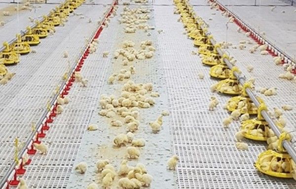 400kg/H Poultry Farming Equipment For Broilers Products