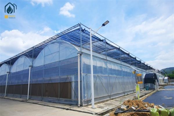 Quality Modern Multi Span Agricultural Greenhouse PE Film Commercial Greenhouse Construction for sale
