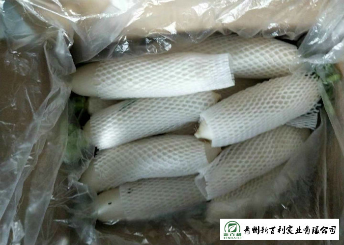 Organic Smooth Surface Fresh White Radish No Moldy Detoxification Function
