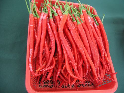 Raw material spices of red pepper for spicy chilli oil