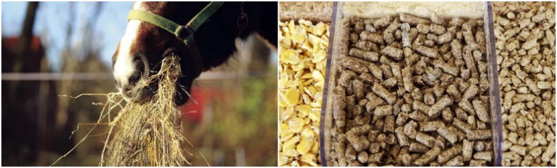 feed pellet machine