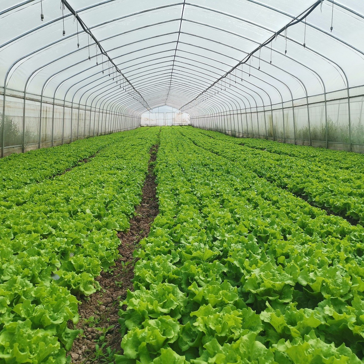 Tunnel Plastic Greenhouse Galvanized Steel Frame Pe Film Greenhouse Single Span Greenhouse