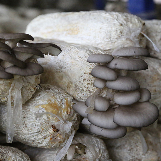 MIKIM CE Mushroom Bagging Machine Growing Bag Packing Machine ODM