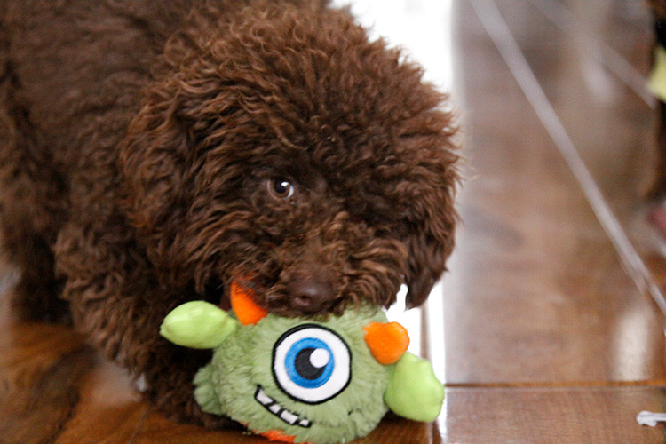 Interactive Sturdy Durable Stuffed Dog Toys for Bouncy Dog Q Baby