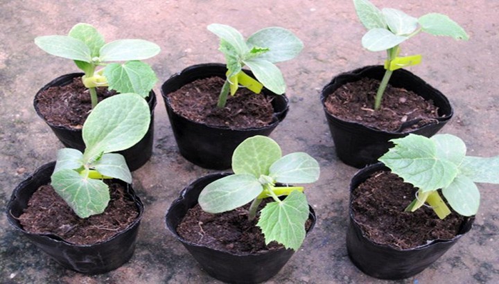 corrosion resistant Plastic Plant Pots Wholesale Nursery Gallon Pot