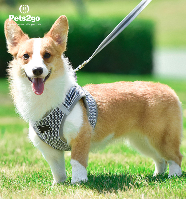 Outdoor M 85G ABS Expandable Dog Leash For Hiking