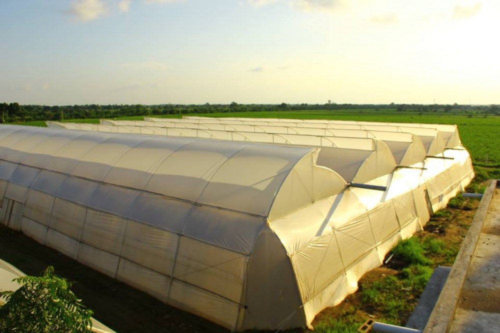 Multi-Span Agricultural Greenhouses with Used Container Hydroponic Growing Systems