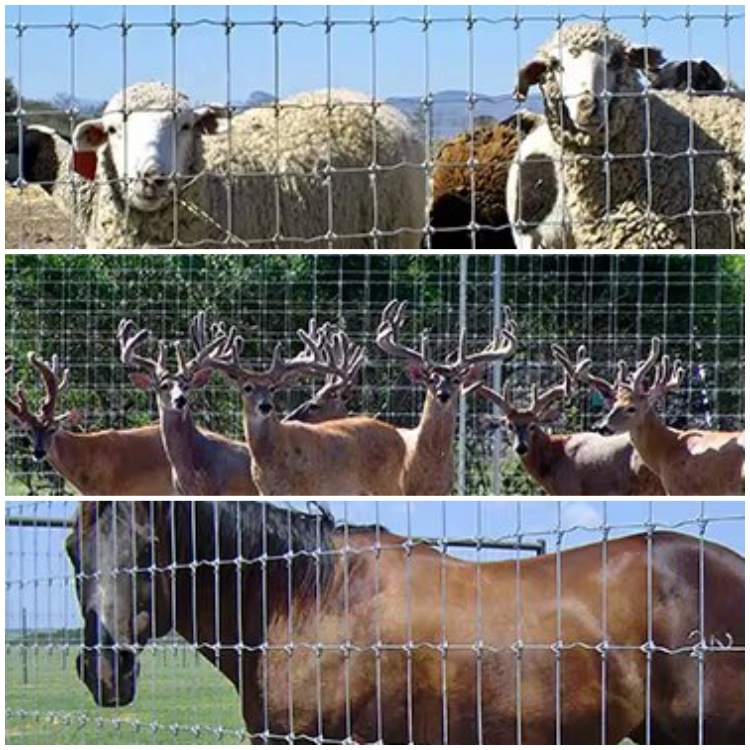 Knot Types Fixed Knot / Square Knot / Hinge Joint Knot Cattle Fence for Natural Enclosures Eco-Conscious Barrier