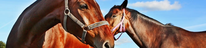 9.0m Diameter Horse Arenas 13Pcs incl.2.7m tall Gate Locking Pins. Victoria