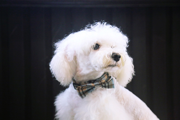 86CM 3 Inch Soft Handmade Cotton dog collar necklace Cats Puppy Bow Tie Collar