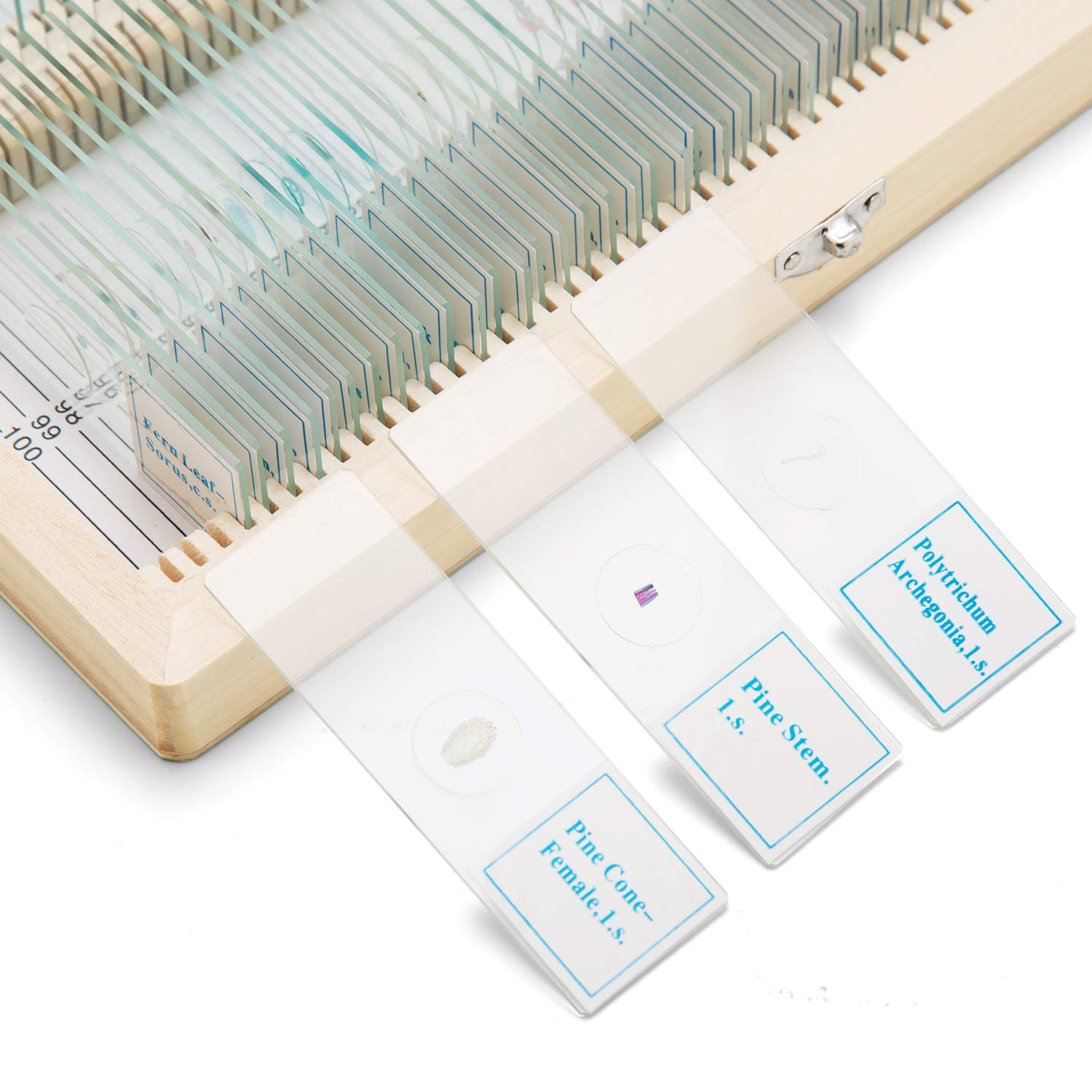 Prepared Higher Education 100pcs Microscope Slides Set For Students