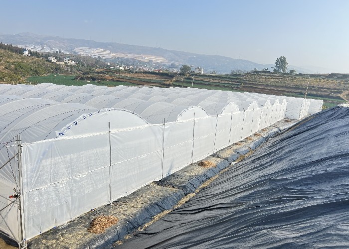Uv Resistant Polyethylene Berry Hoop Film Greenhouse With Door Keep Warm Growing Strawberry Blueberry