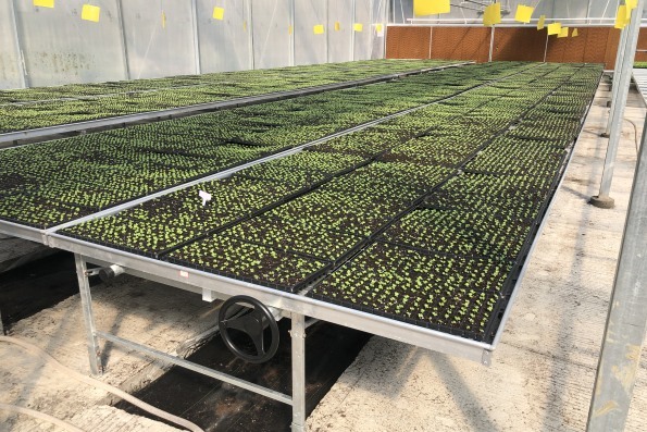 mesh grow table 4.jpg