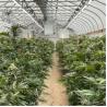 Buy cheap 100% Shade Net Tunnel Agriculture Black Film Light Deprivation Greenhouse from wholesalers