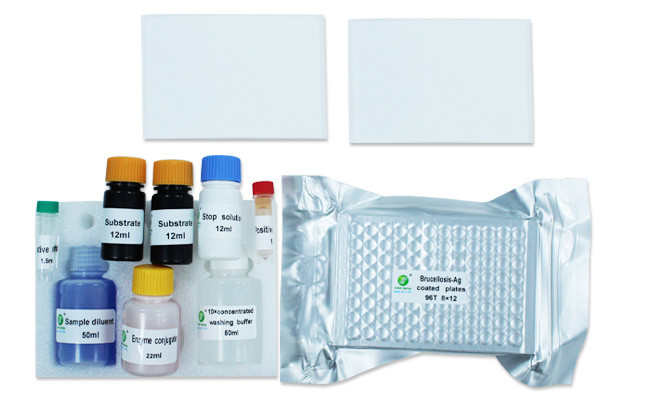 Antibody Brucella Brucellosis Diagnostic ELISA Kit For Bovine Sheep Pig ISO9001