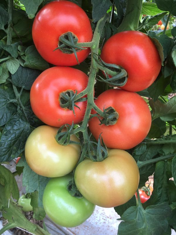 Huimei No.15 Early Semi Determinate Tomato Seeds F1 Heat Tolerate For High Yield T36