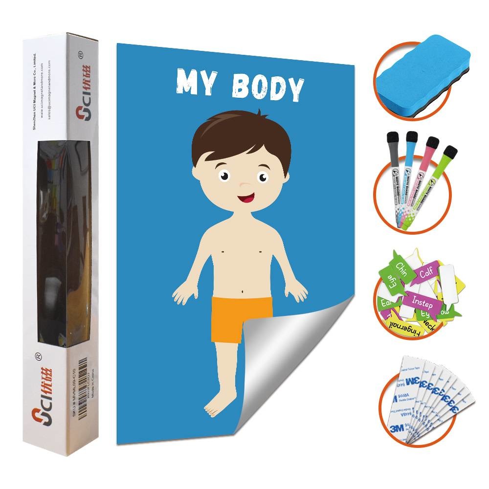 Removable Body Learning Custom Dry Erase Poster Board 48x36" With Magic Stickers