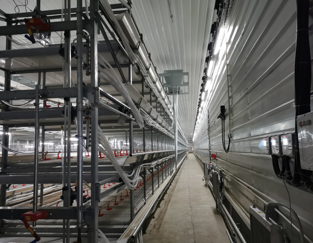 Q235B Galvanized Steel Structure Poultry House Bolts Connection Steel Chicken Houses