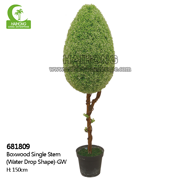 boxwood single trunk