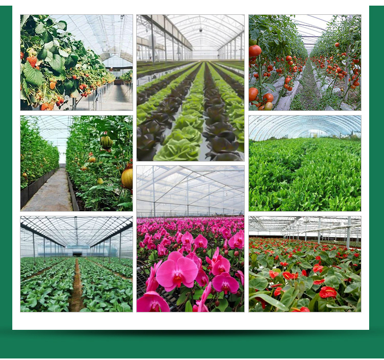 Backyard Tomato Plant Growth High Tunnel Greenhouse Frame with Film Cover Material