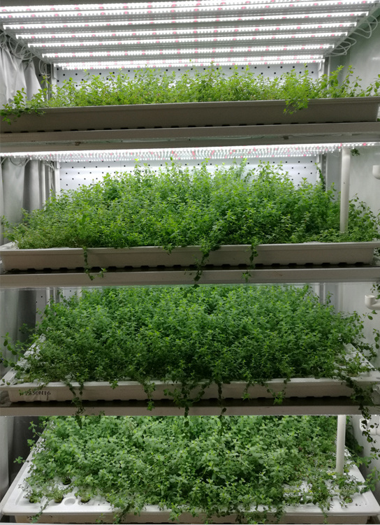 Greenhouse Container for Leafy Greens