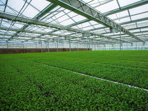 Prefabricated Light Steel Structure Agricultural Vegetable Greenhouse Q235
