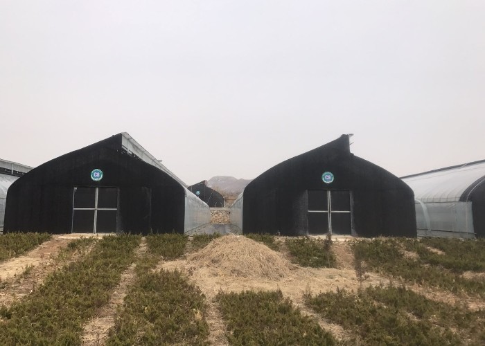 10m double framework mushroom greenhouse with black shade net and shelves outdoor