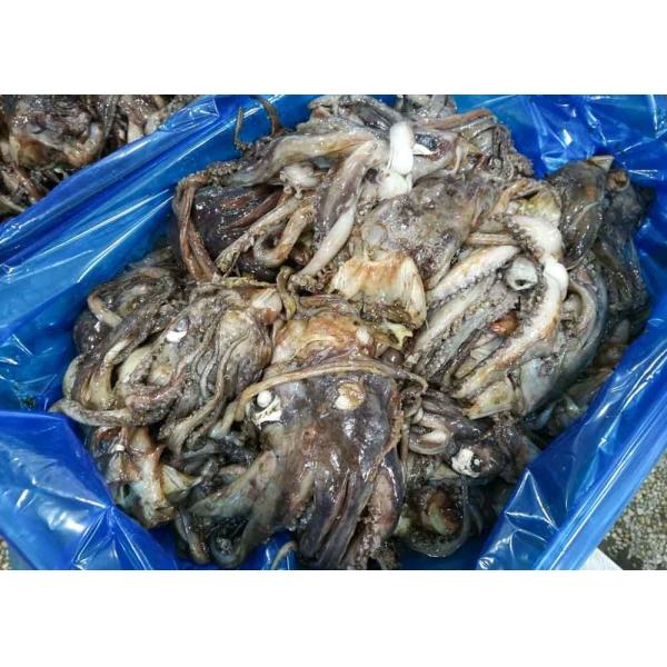 3-008 Equator Squid Tentacles Whole Neck On Chinese Ocean Vessels