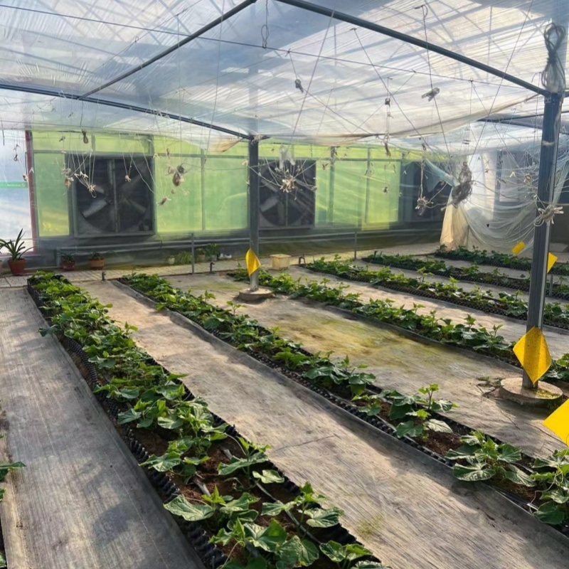 Vegetable Production Po Film Greenhouse with Shading System