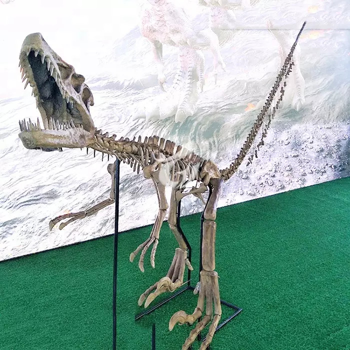 Shopping Mall Dinosaur Skeleton Replica Size Customizable Dinosaur Skull Fossil