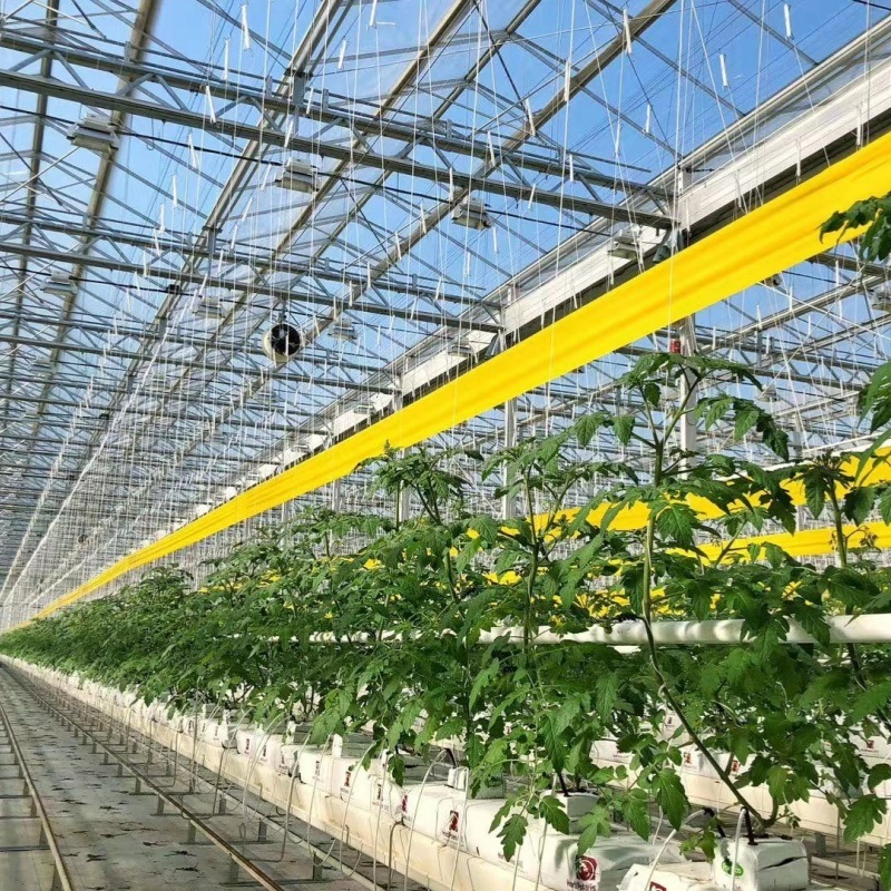 Glass Greenhouse for Vegetables or Flowers
