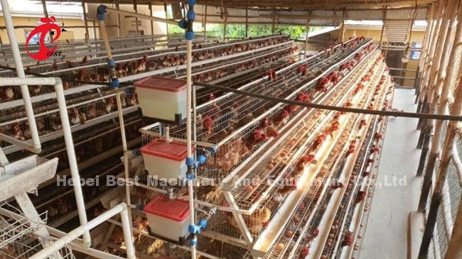 96 120 128 160 Birds 3 Tier And 4 Tier Layer Battery Cage System For Sale In Lagos Nigeria Sandy