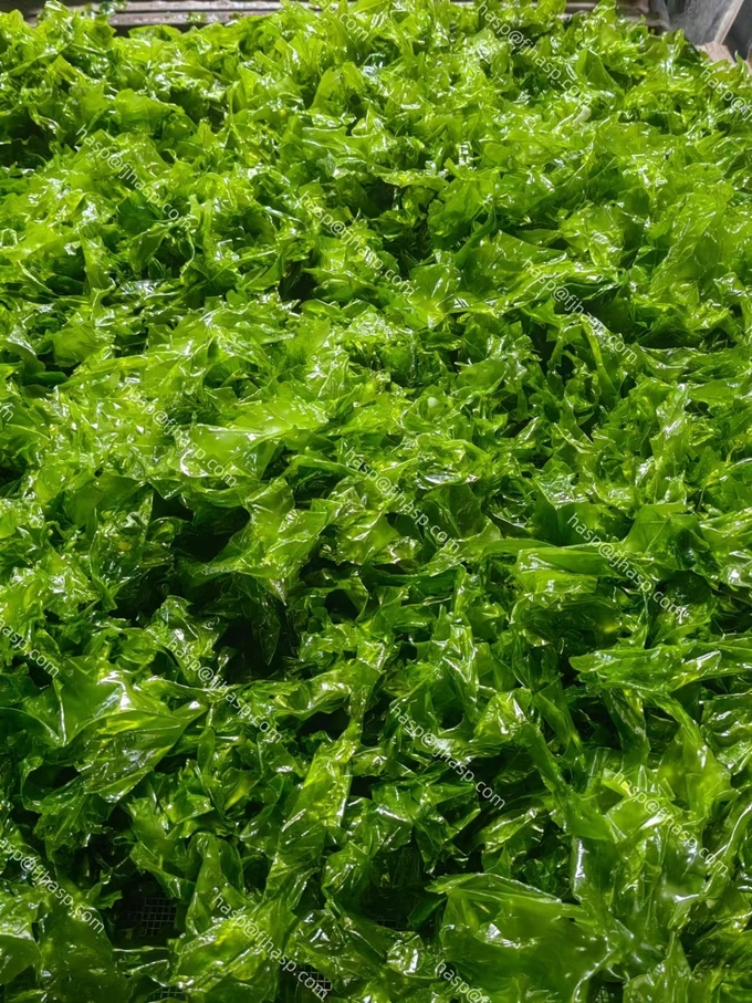 HACCP Certified Ulva Aonori Dried Seaweed , Dried Nori Flakes Green Color