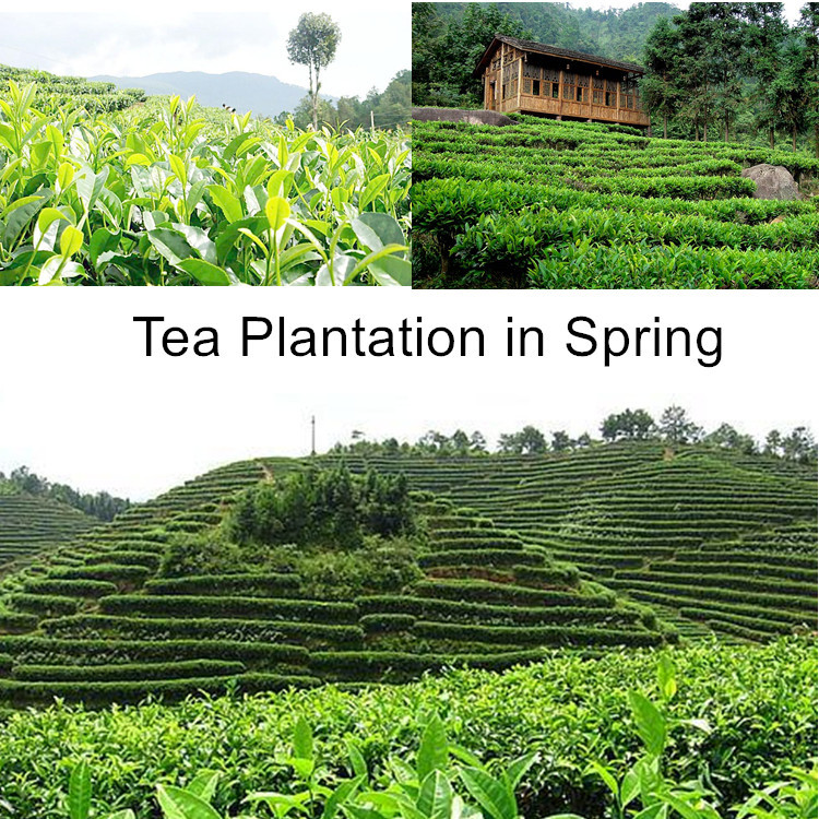 Hand-made green tea loose 500g mountain green tea bean flavor green pollution-free