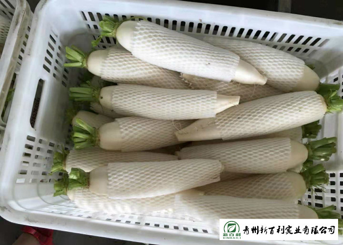 100 % Mature Fresh White Radish Farm Supplying All The Year Round