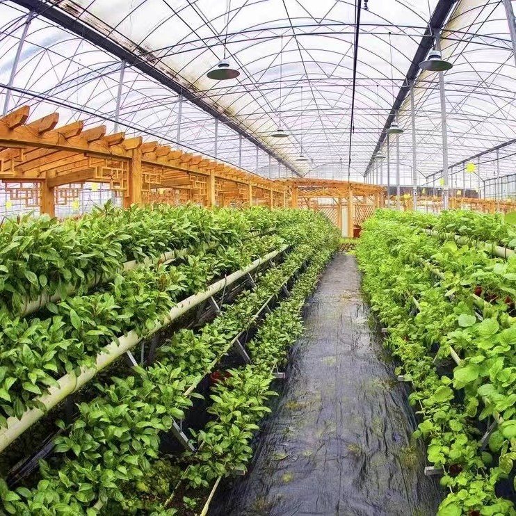 Multi-Span Plastic Greenhouse with Water Pipe