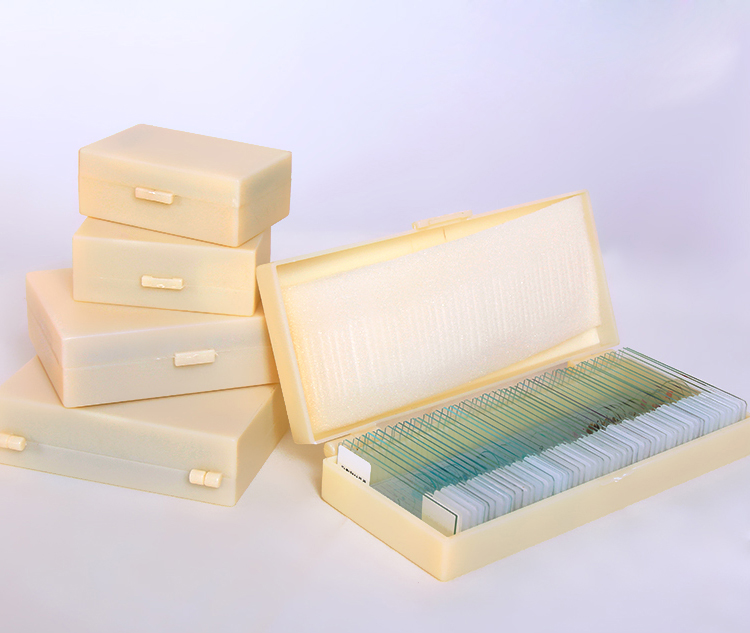 Glass 12pcs Onion Meiosis Prepared Botany Slides For School Research